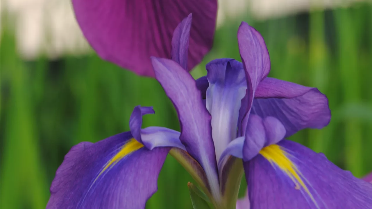 Iris ensata, blau