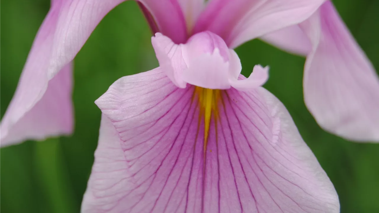 Iris laevigata 'Rose Queen'