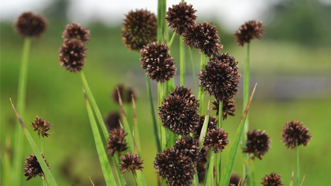 Juncus ensifolius