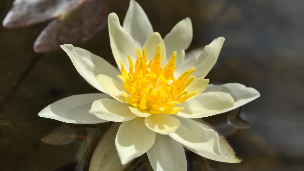 Nymphaea 'Marliacea Chromatella'