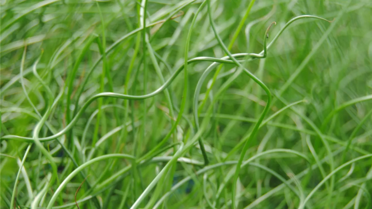 Juncus effusus 'Spiralis'