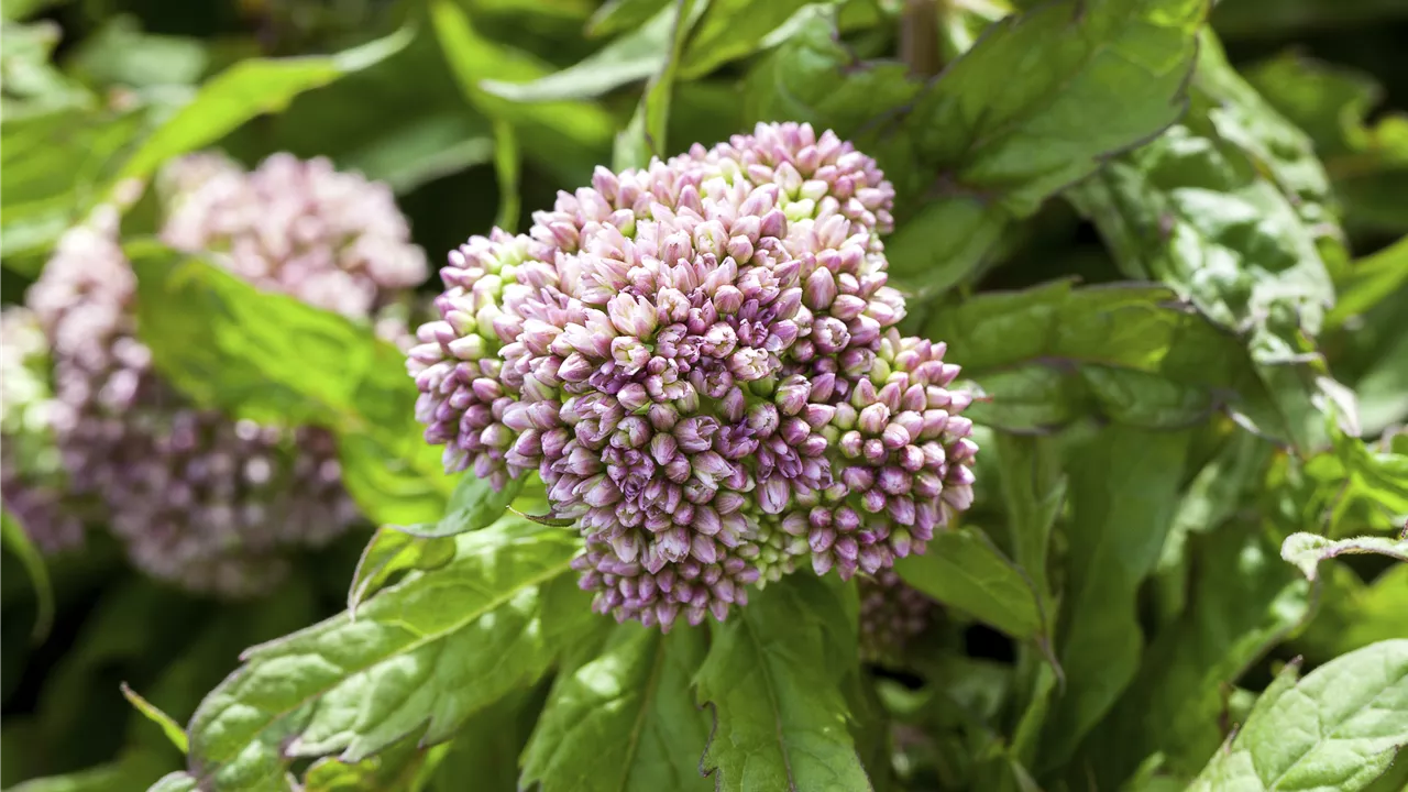 Eupatorium cannabinum