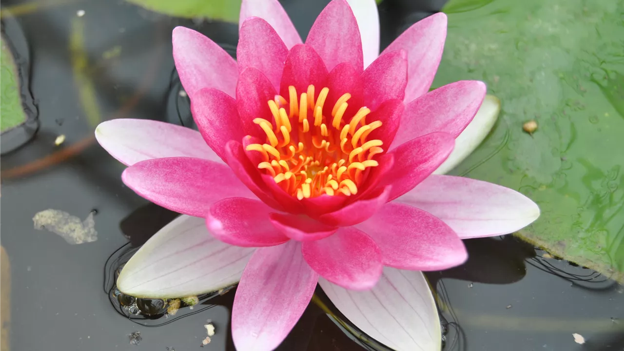 Nymphaea 'Attraction'