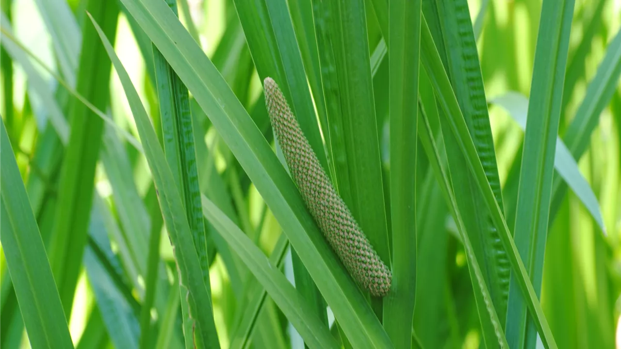 Acorus calamus