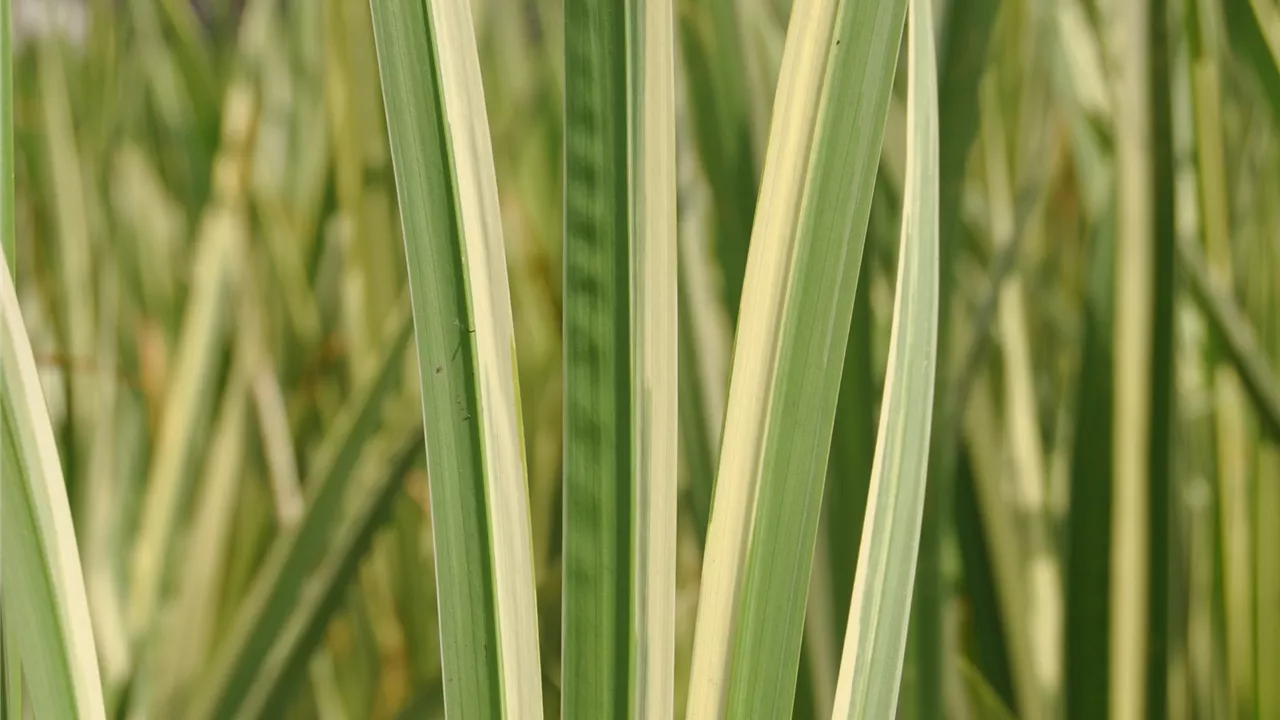 Acorus calamus 'Variegatus'