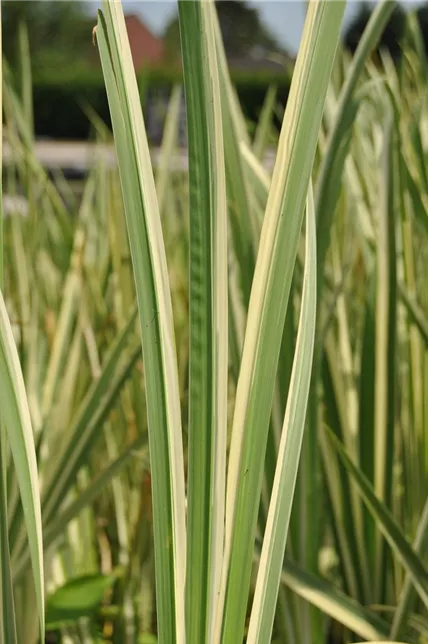 Wei&#223;gestreifter Garten-Kalmus &#39;Variegatus&#39;