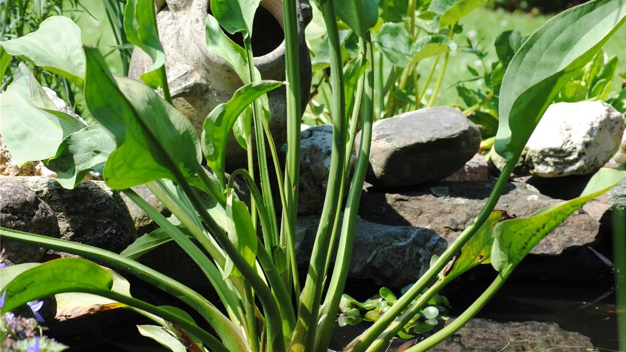 Alisma plantago-aquatica