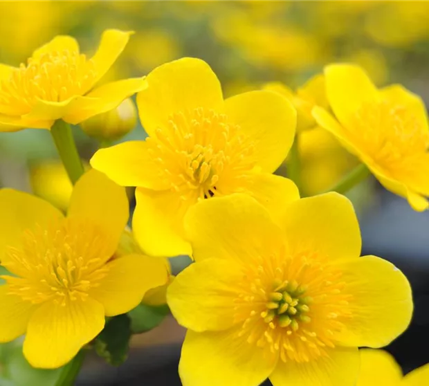 Caltha palustris