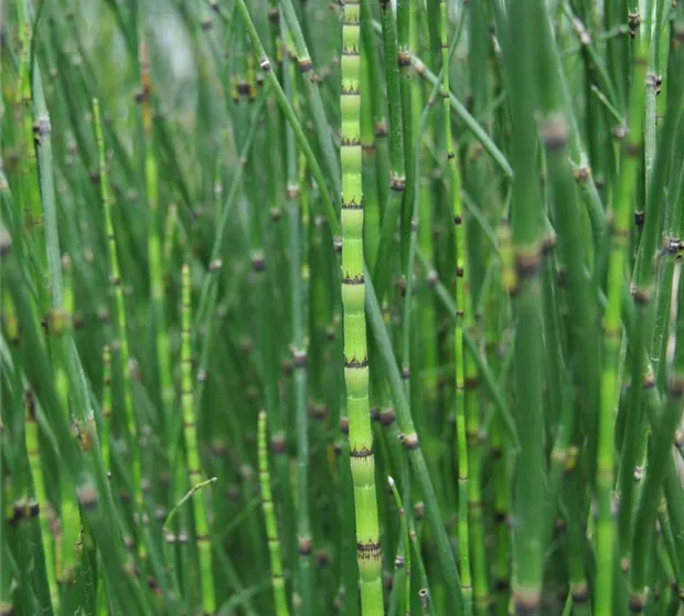 Equisetum hyemale 'Variegata'