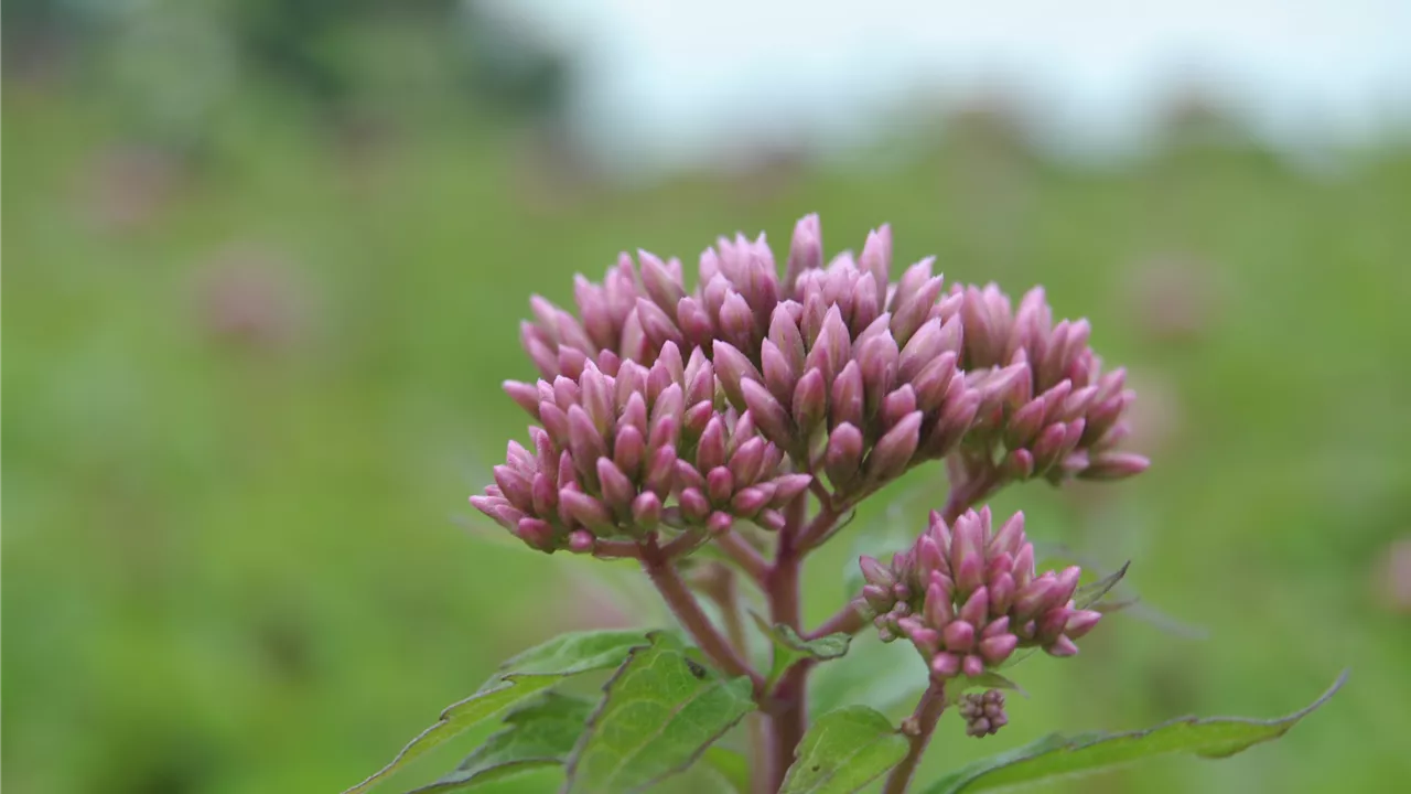 Eupatorium purpureum