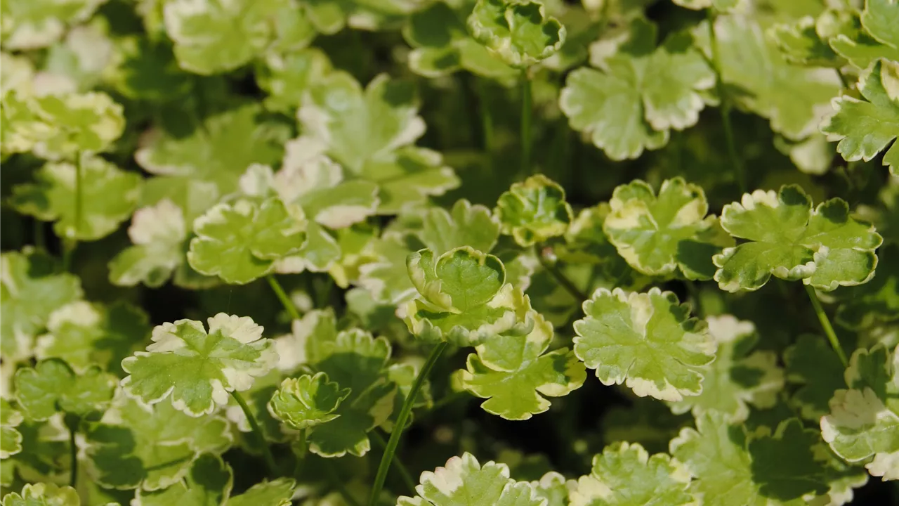 Hydrocotyle 'Crystal Confetti'