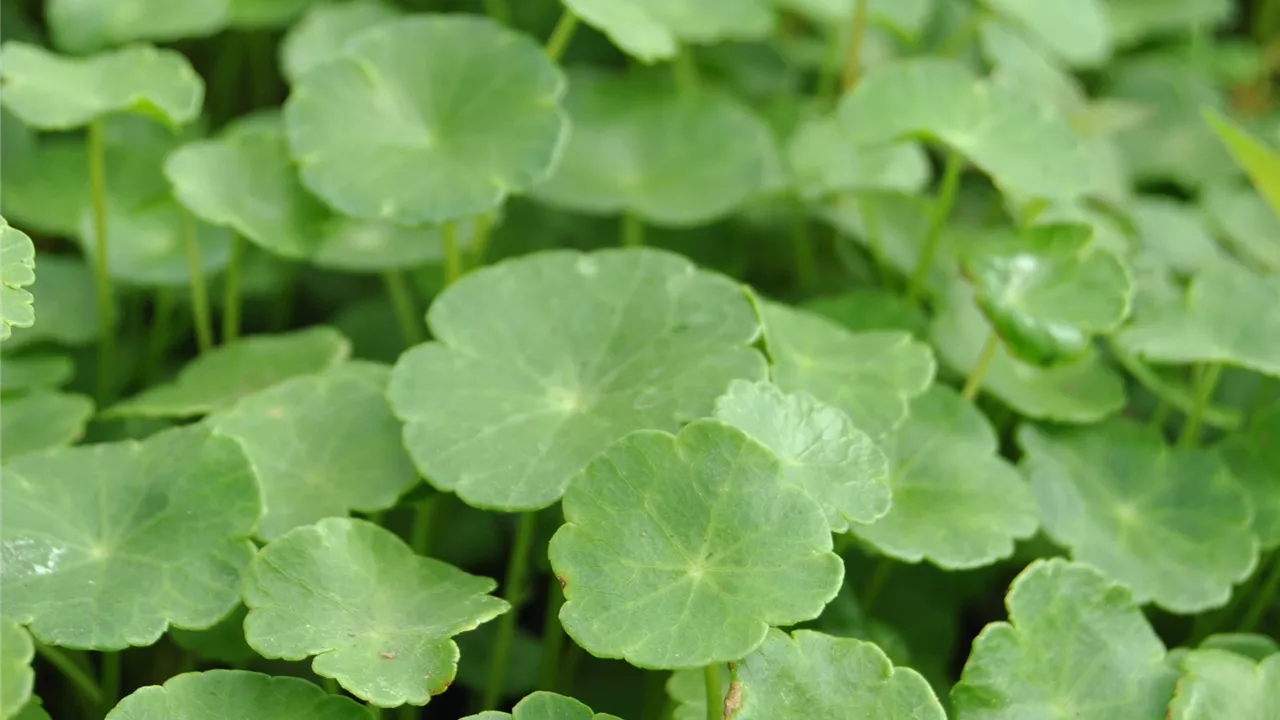 Hydrocotyle vulgaris