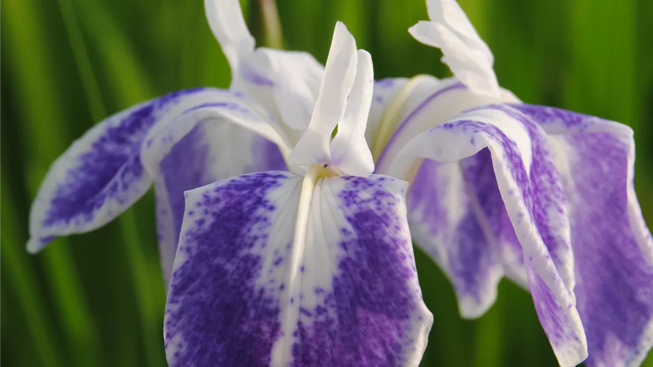 Iris laevigata 'Mottled Beauty'