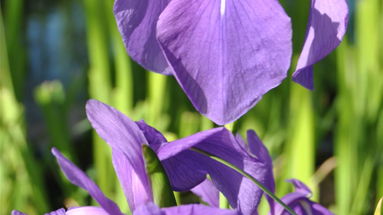 Iris laevigata, blau