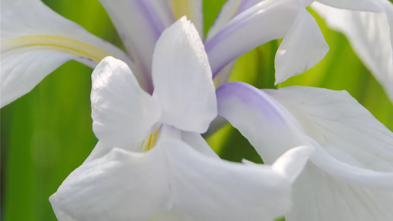 Iris laevigata 'Snowdrift'