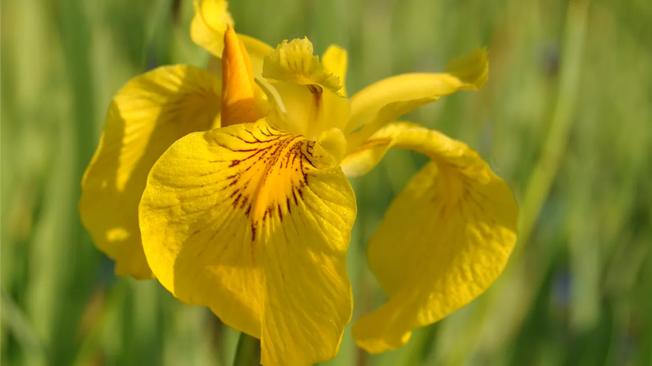 Iris pseudacorus 'Variegata'