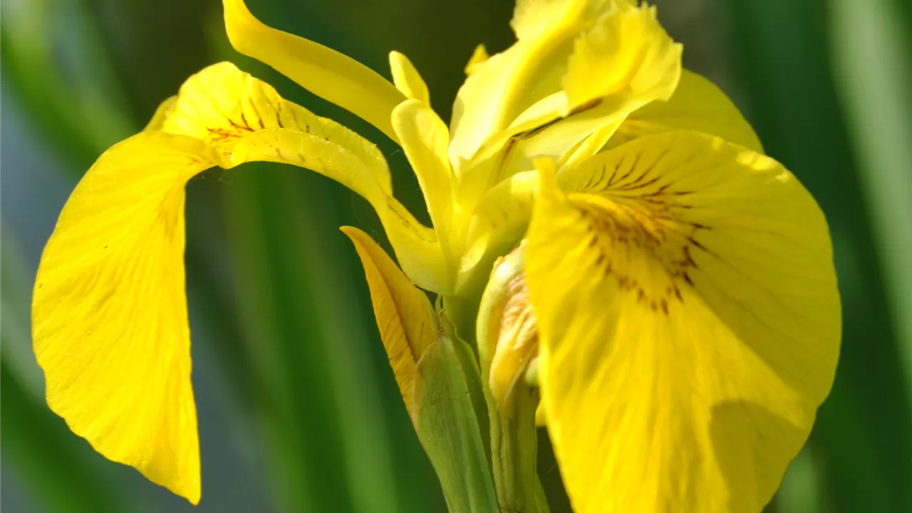 Iris pseudacorus