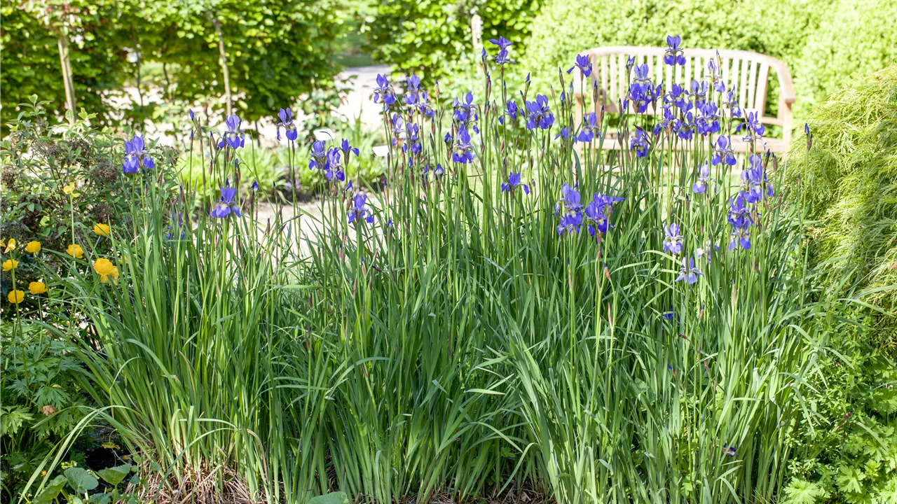 Iris setosa