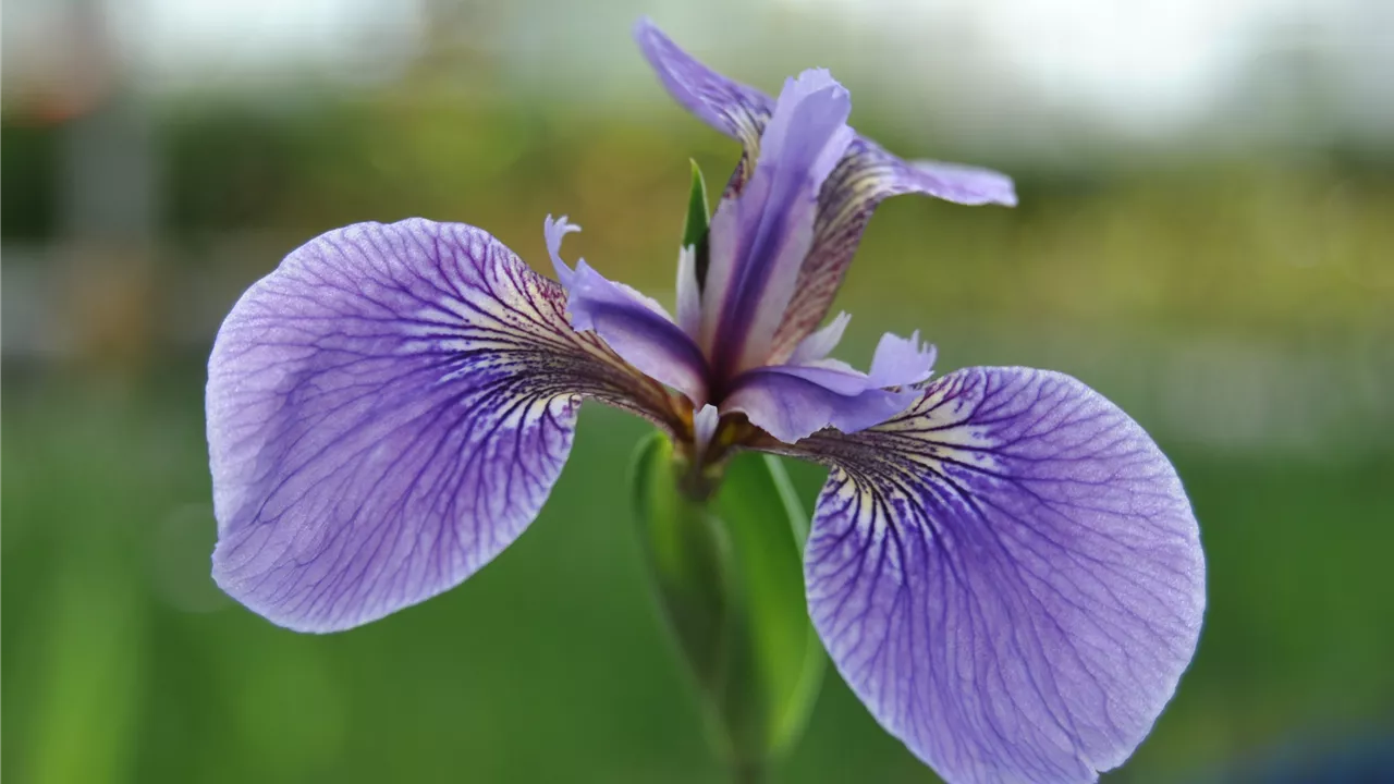 Iris sibirica 'Perry´s Blue'