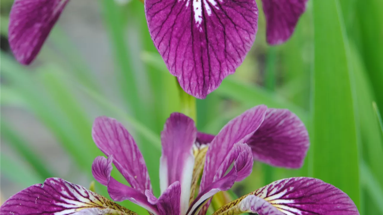 Iris versicolor 'Kermesina'