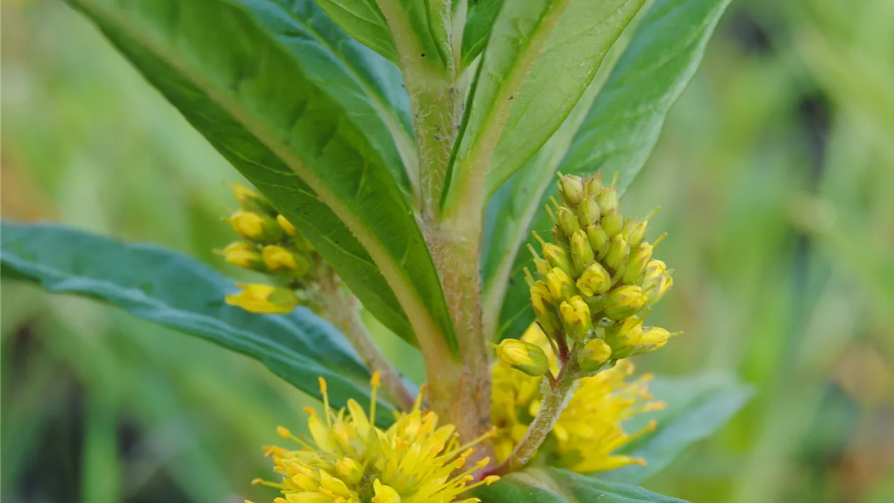 Lysimachia thyrsiflora