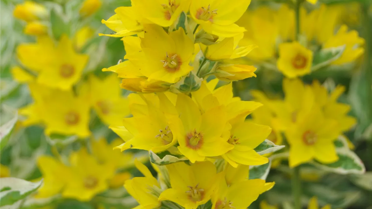 Lysimachia punctata 'Variegata'