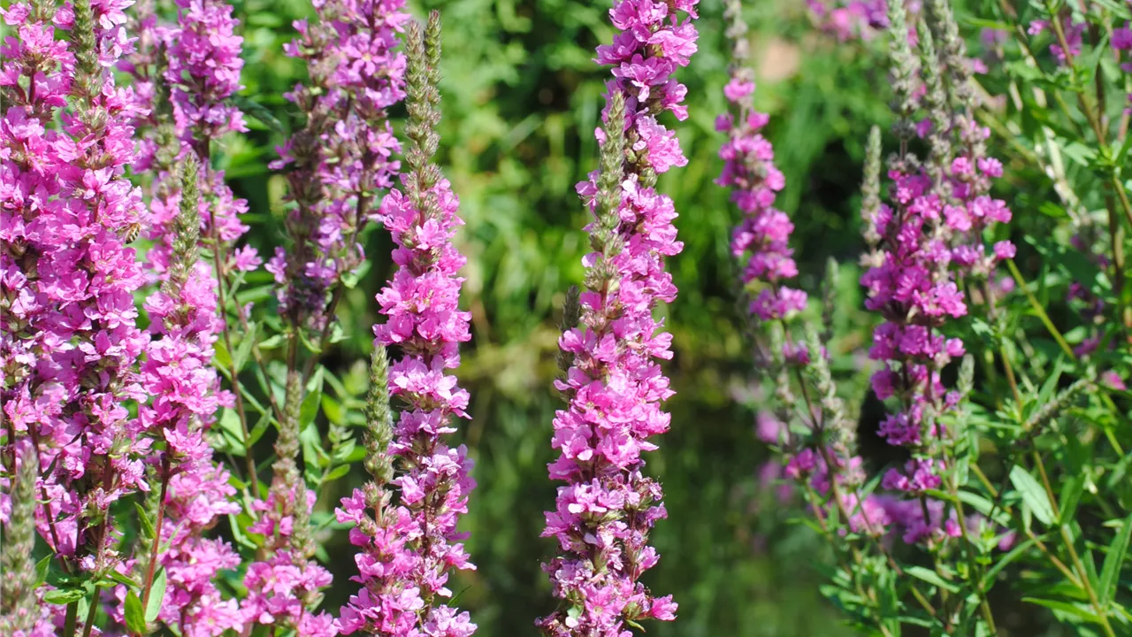 Lythrum salicaria