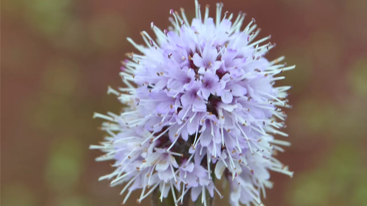 Mentha aquatica