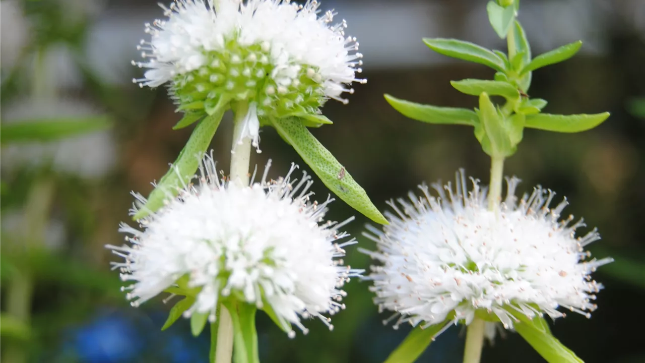 Mentha cervina 'Alba'