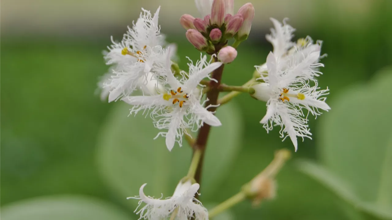 Menyanthes trifoliata