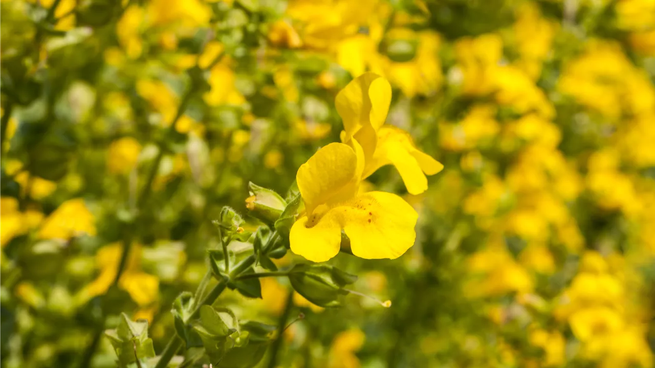 Mimulus