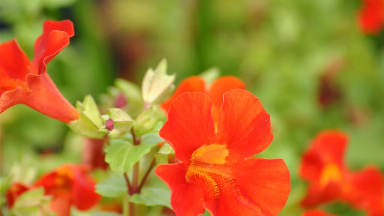 Mimulus cupreus 'Roter Kaiser'