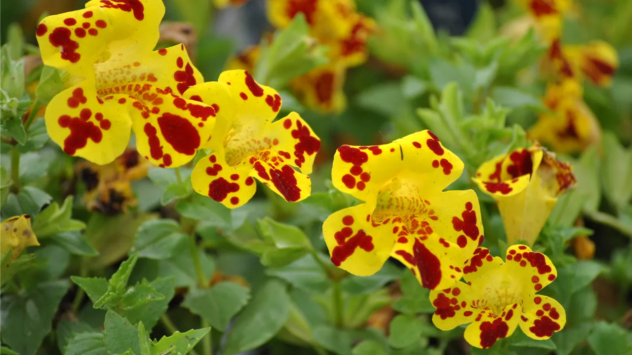 Mimulus luteus 'Grandiflora'