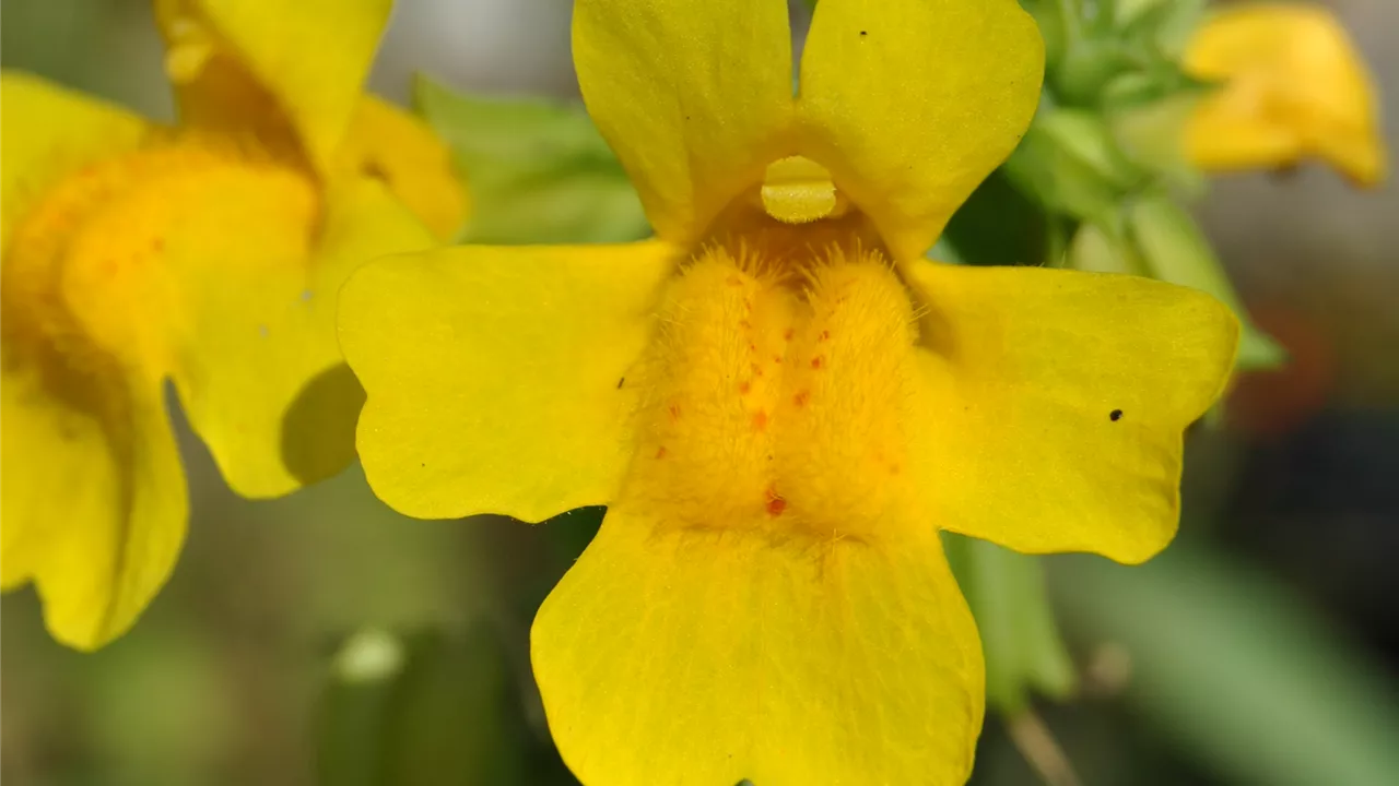 Mimulus luteus