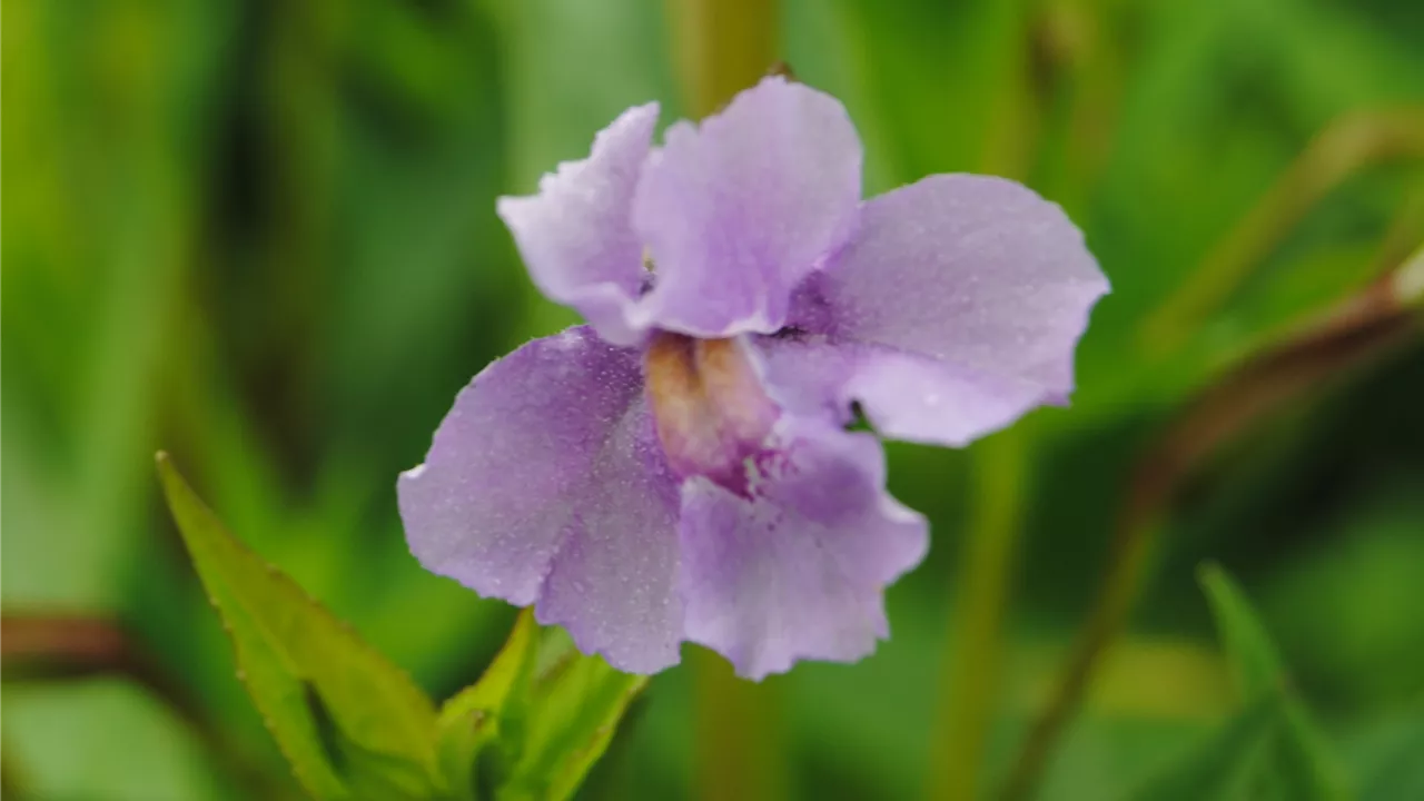 Mimulus ringens