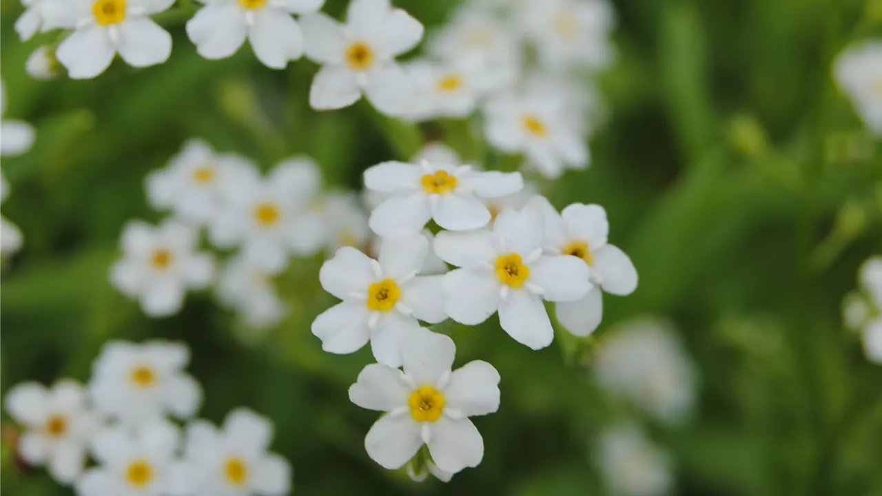 Myosotis palustris 'Alba'