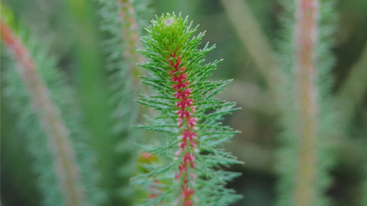 Myriophyllum crispata