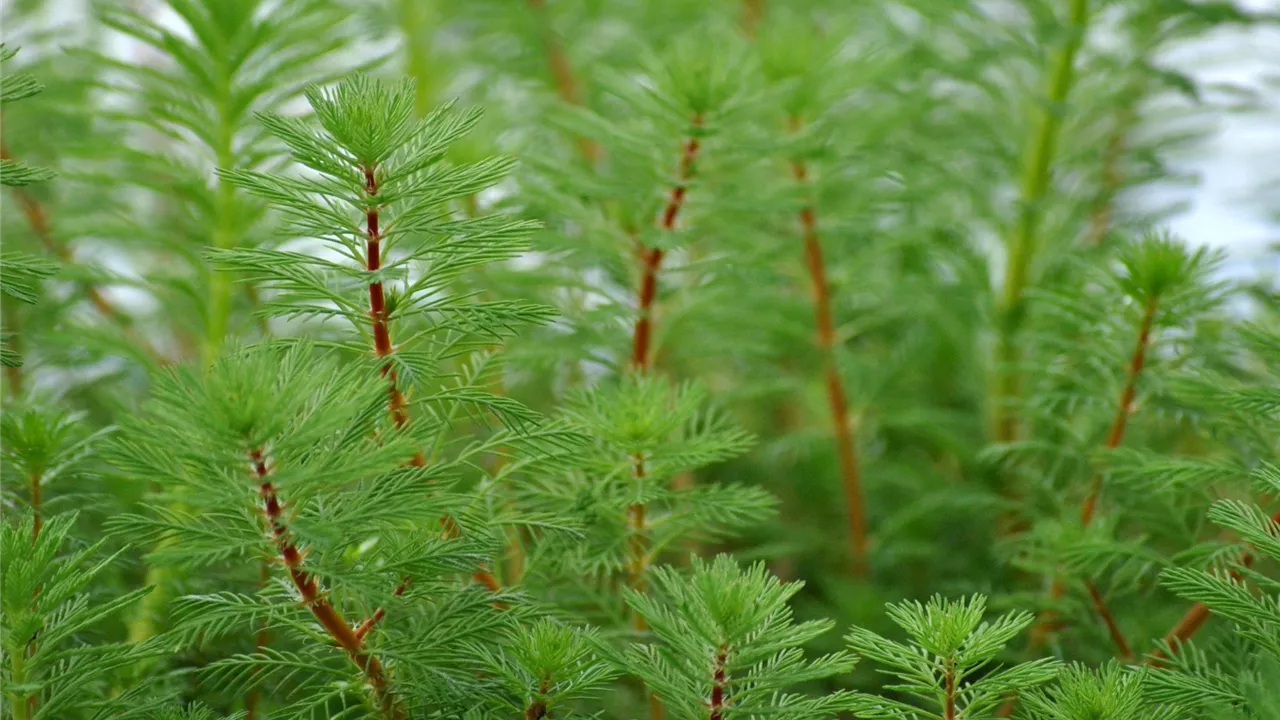 Myriophyllum verticillatum