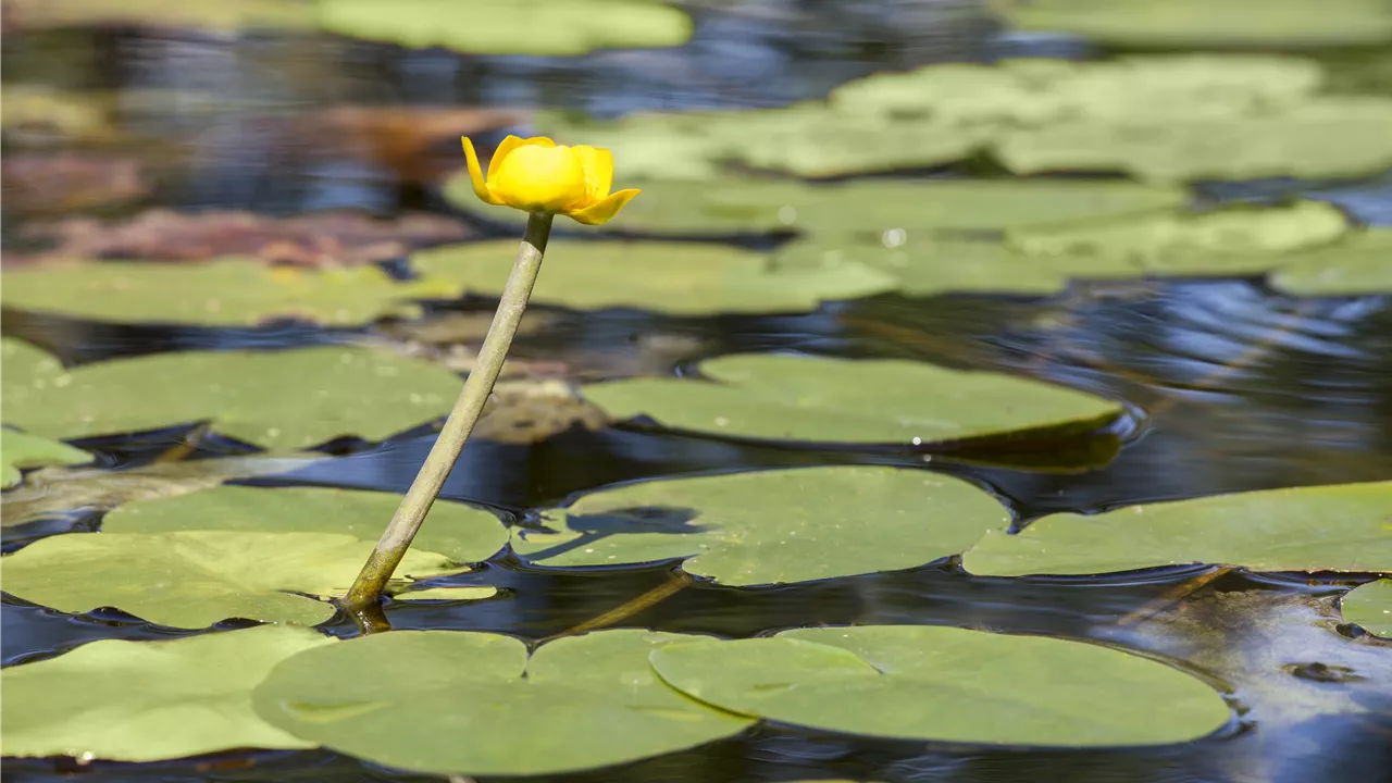 Nuphar lutea