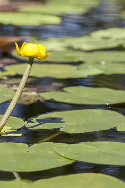 Gro&#223;e Teichrose