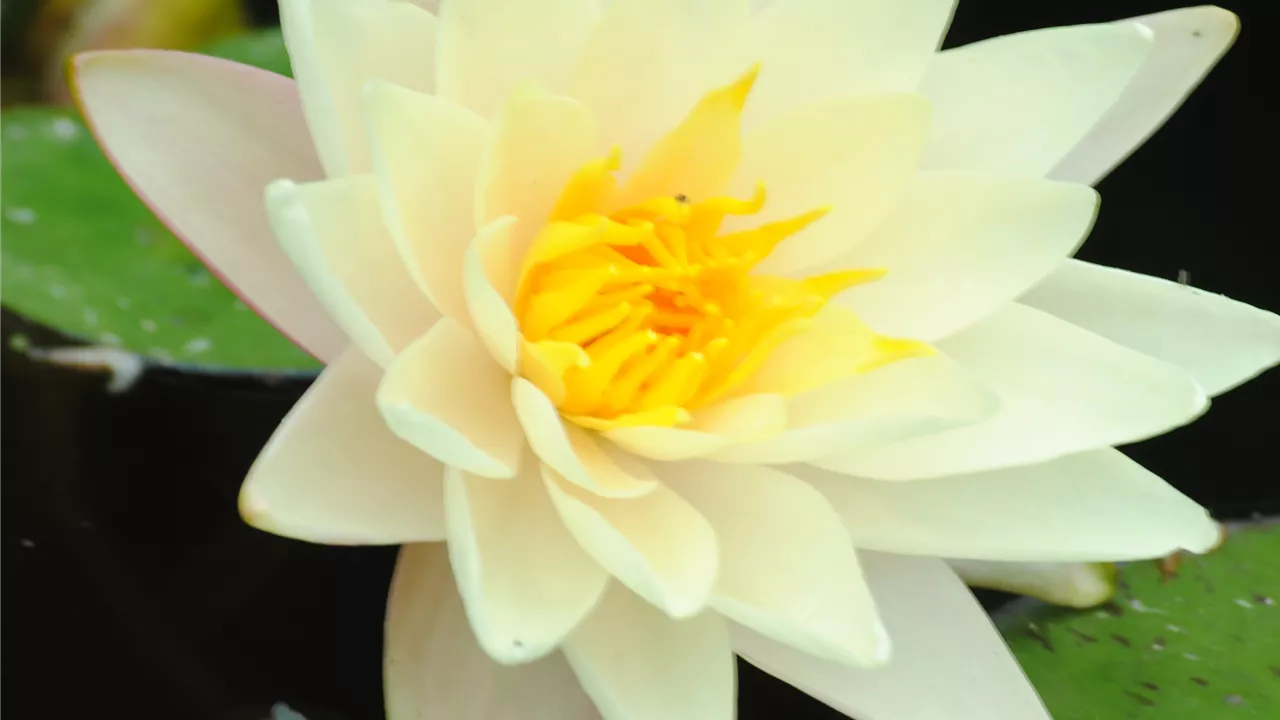 Nymphaea 'Marliacea Albida'