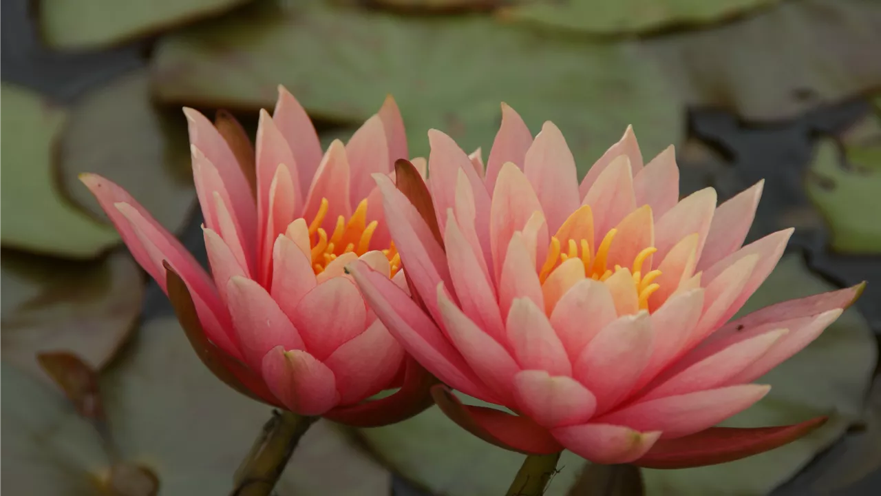 Nymphaea 'Aurora'