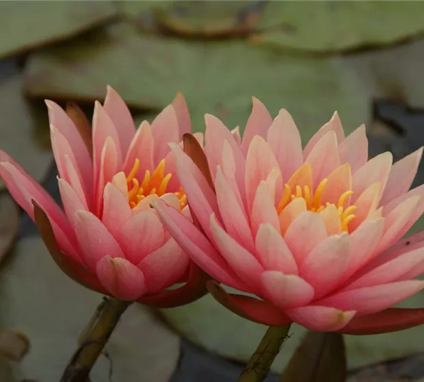 Nymphaea 'Aurora'