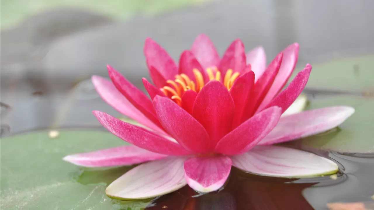 Nymphaea 'Burgundy Princess'