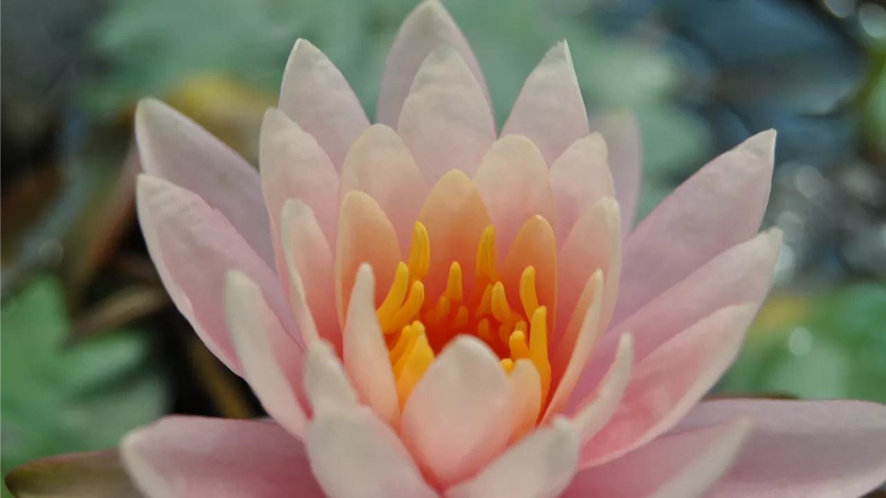 Nymphaea 'Fabiola'