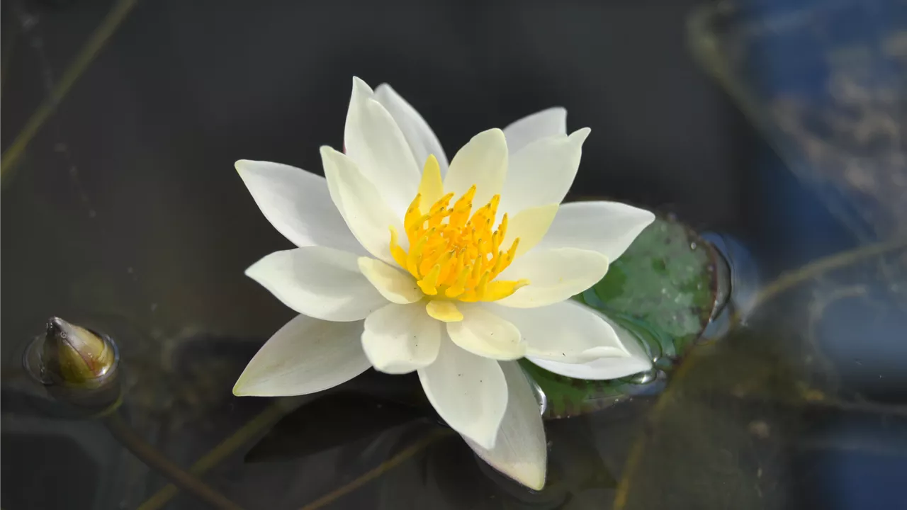 Nymphaea 'Hever White'