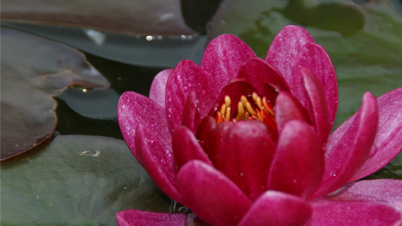 Nymphaea 'James Brydon'