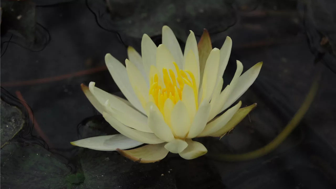 Nymphaea 'Joey Tomocik'