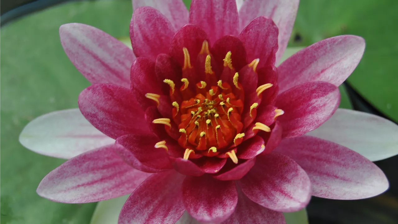 Nymphaea 'René Gerard'