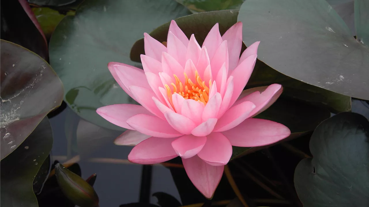 Nymphaea 'Rosennymphe'